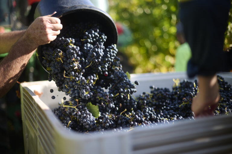 Overstory 2023 – Elliot Ramsay @xlightco 0992 copy