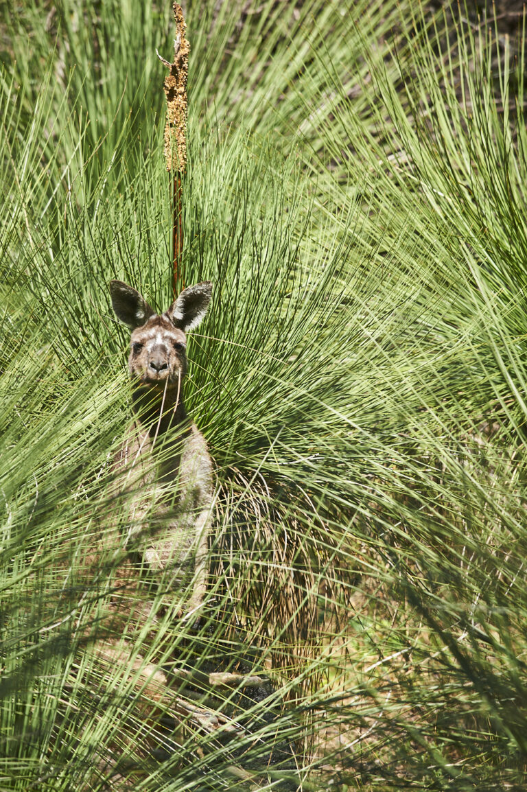 Moss Wood Cab Sav Vintage