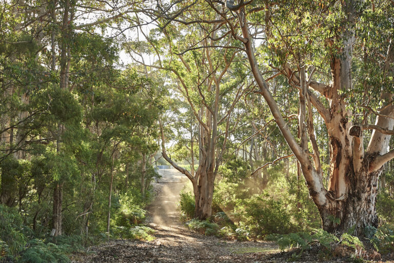 Moss Wood Cab Sav Vintage