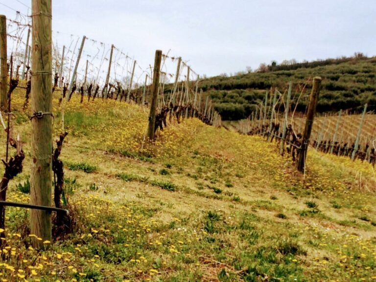 IMG-20190313-WA0001-1024x768